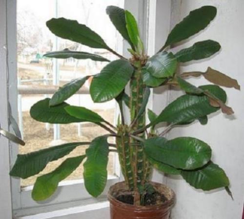 Молочай беложилковый обрезка. Особенности выращивания молочая беложильчатого (беложилкового)