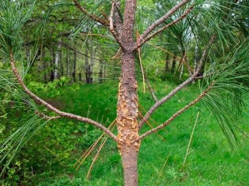 Болезни хвойных белый налет. Белый налет, желтая хвоя, усыхающие ветви: как бороться с болезнями сосны