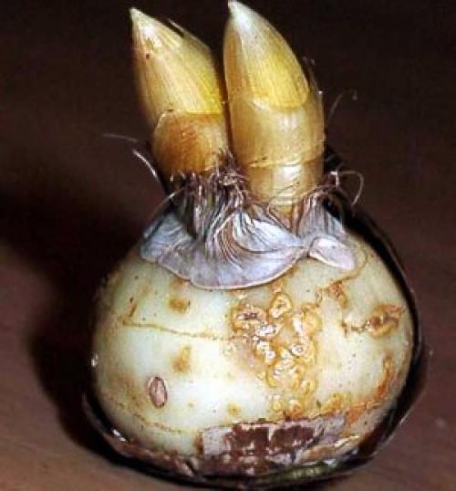 Как разводить крокусы. Какие луковицы крокусов выбрать