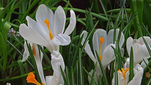 Когда цветут крокусы. Весенние крокусы — описание и виды