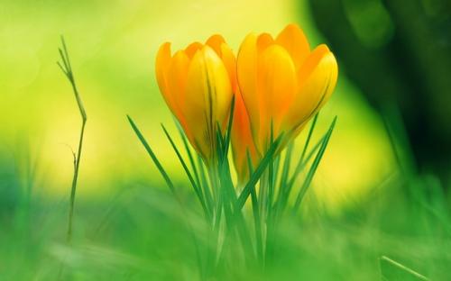 Крокус уход. Крокус