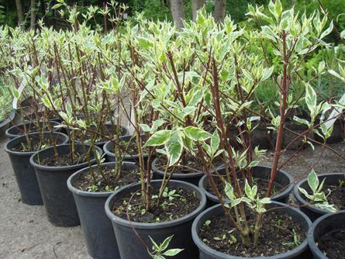 Пестролистные кустарники. Как вырастить дерен пестролистный на дачном участке