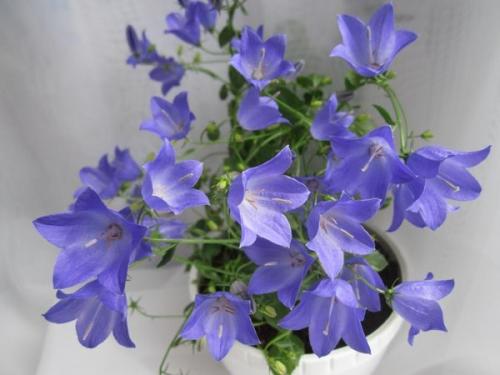 Кампанула жених и невеста 