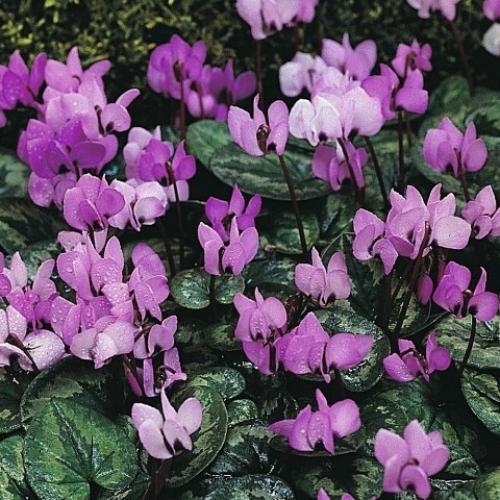Цикламен косский гибрид. Цикламен косский (Cyclamen coum). Уход в домашних условиях.