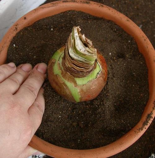 Как рассадить гиппеаструм. Когда и как пересаживать гиппеаструм?