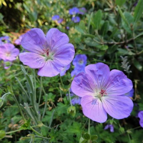 Герань садовая красно-бурая. Садовая герань в ландшафтном дизайне участка (с фото)