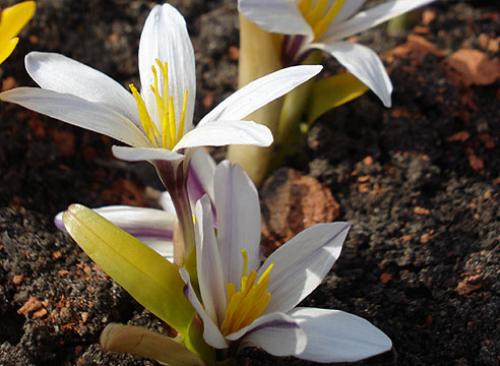 Безвременник весенний. Безвременик: виды, цветущие весной