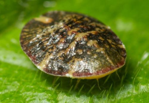 Мирт сохнет и сбрасывает листья, как его реанимировать. Почему у мирта опадают листья?