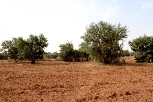Аргановое масло, как отличить подделку. Как получают аргановое масло