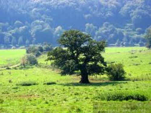 Выращивание дуба из желудя. Как вырастить дуб из жёлудя