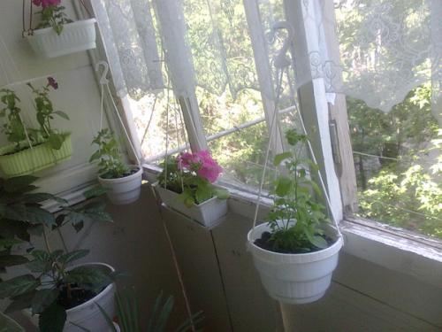 Можно ли сажать петунию под зиму. Можно ли в комнатных условиях выращивать петунию?