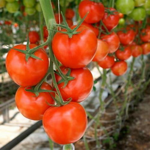 Лучшие гибриды томатов для открытого грунта. Индетерминантные и полудетерминантные томаты: что это такое и лучшие сорта