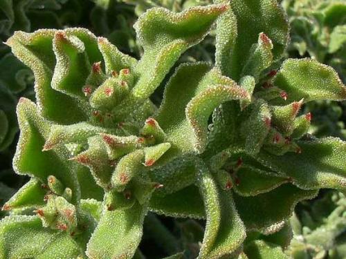 Мезембриантемум хрустальная трава. Хрустальная травка - освежающий овощ