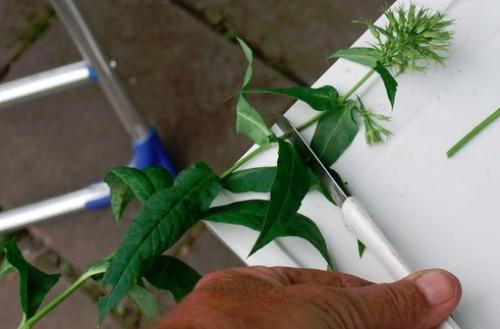 Размножение флоксов семенами. Как размножаются флоксы