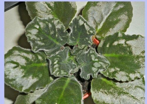 Почему у фиалки очень плотная розетка. Причины загущения центра розетки