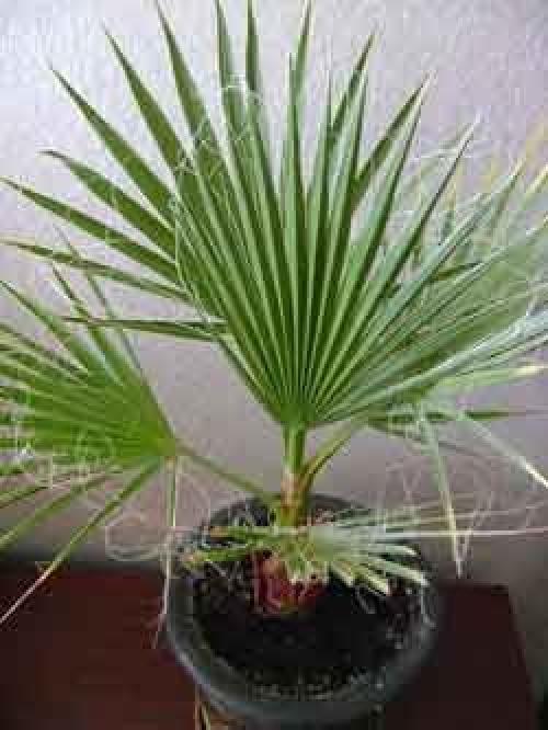 Ховея и хамедорея. Комнатные пальмы