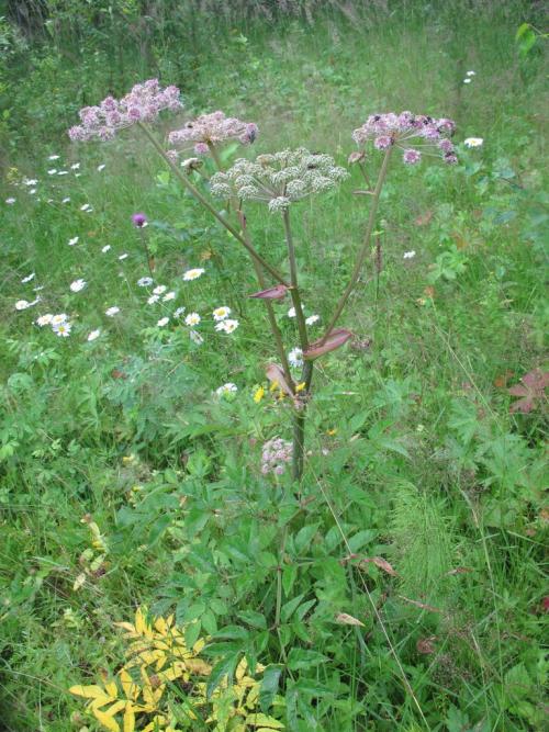 Растение похожее на борщевик. С чем можно спутать борщевик Сосновского?