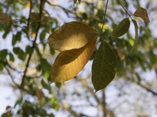 Почему у фикуса портятся листья. Как избавиться от пожелтения листьев фикуса