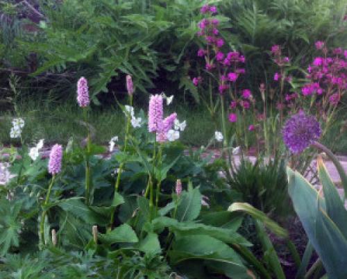 Горец змеиный в саду. Мой любимый горец