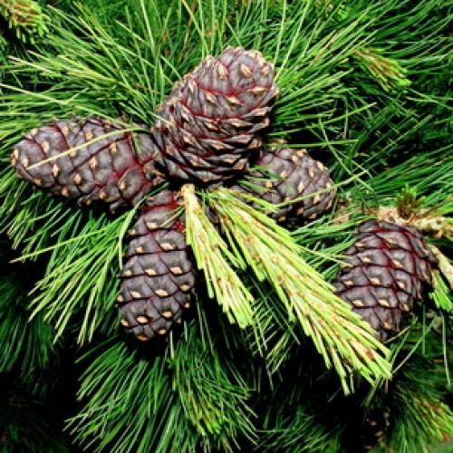 Кедр сибирский, как быстро растет. Характеристика сибирского кедра, размеры и скорость роста