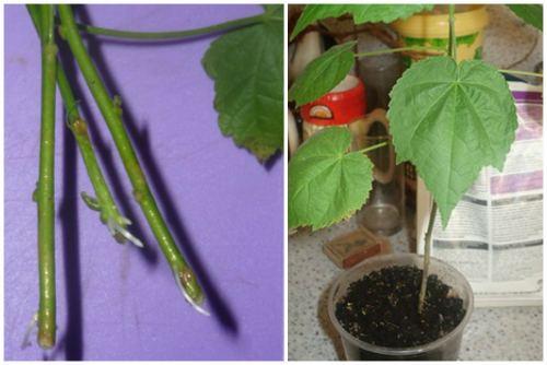 Абутилон: виды растения, правила выращивания и ухода