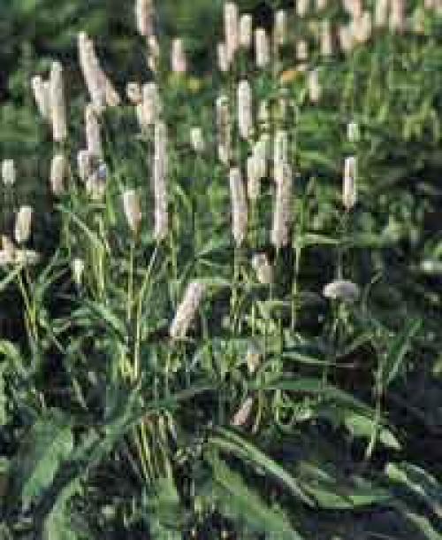 Горец змеиный латинское название. Горец змеиный