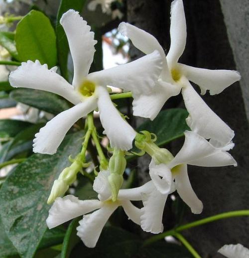 Trachelospermum jasminoides растение. Ринкоспермум жасминовидный (=Rhyncospermum jasminoides, =Trachelospermum jasminoides)