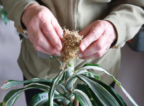 Как обрезать драцену душистую. Драцена: как обрезать ствол