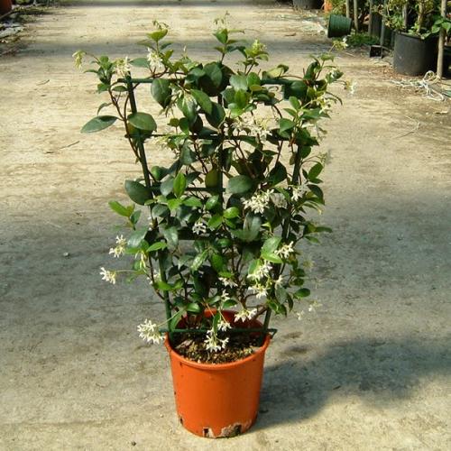 Trachelospermum jasminoides растение. Ринкоспермум жасминовидный (=Rhyncospermum jasminoides, =Trachelospermum jasminoides)