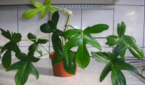 Филодендрон Грин империал. Особенности и происхождение растения