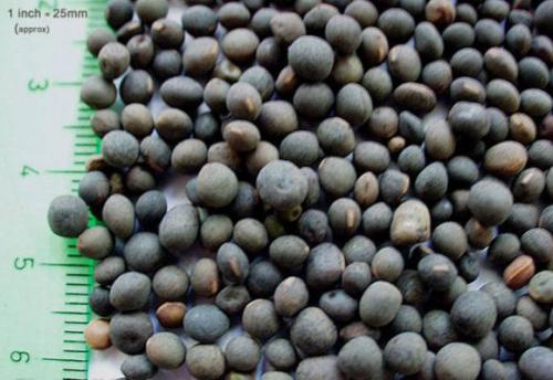 Вика растение семена. Способы использования вики посевной