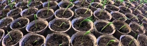 Посадка молодого кедра. Посадка кедра и уход за ним