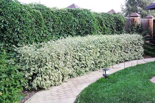 Пестролистные кустарники. Как вырастить дерен пестролистный на дачном участке