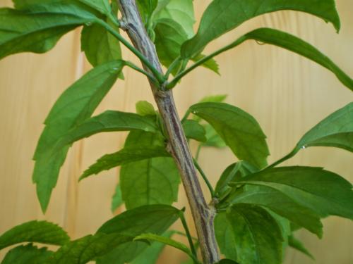 Липкие капли на обратной стороне листьев гибискуса. Липкие листья у гибискуса