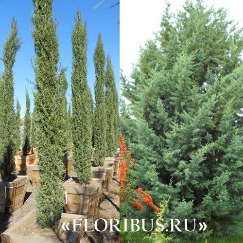 Кипарис Голдкрест Вилма в открытом грунте. Купрессус голд вилма, голдкрест и микрокарпа