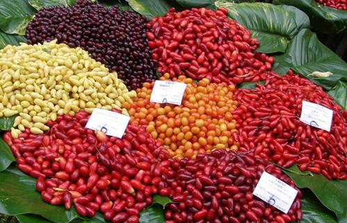 Кизил обыкновенный Джолико. Знакомство с доступной экзотикой