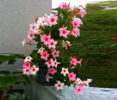 Дипладения формирование куста. Цветущая лиана дипладения: секреты выращивания и ухода