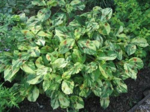 Горец змеиный в саду. Мой любимый горец