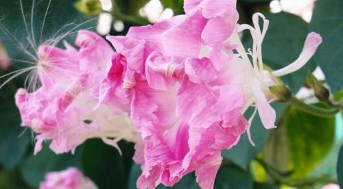 Садовые цветы новинки. Обзор новинок цветов на 2019 год