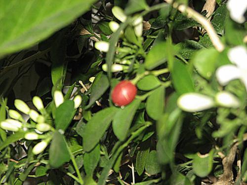 Мурайя иноземная. Муррайя подарит молодость и долголетие