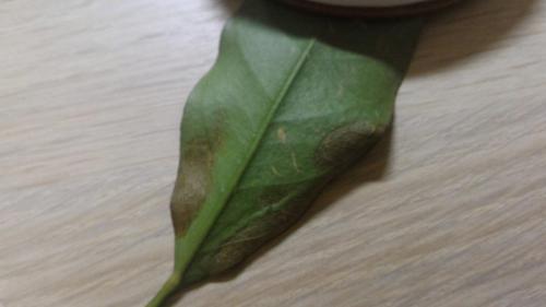 Кумкват сбрасывает листья. Опадает кумкват, помогите спасти!