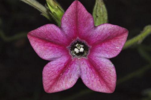 Паслен сладко-горький формула цветка. Семейство Пасленовые: формула цветка, характерные признаки, разнообразие