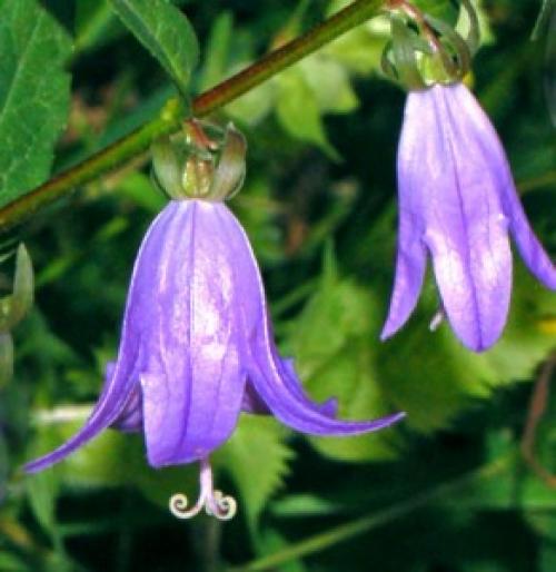 Колокольчик рапунцелевидный (репчатовидный)