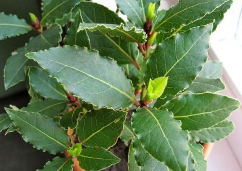 Как быстро растет лавр. Лавровое дерево в открытом грунте. Вы даже не догадываетесь как оно растет!!