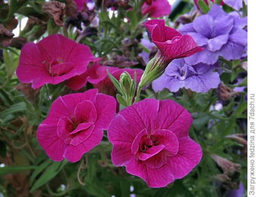 Калибрахоа лучшие сорта. Махровая калибрахоа