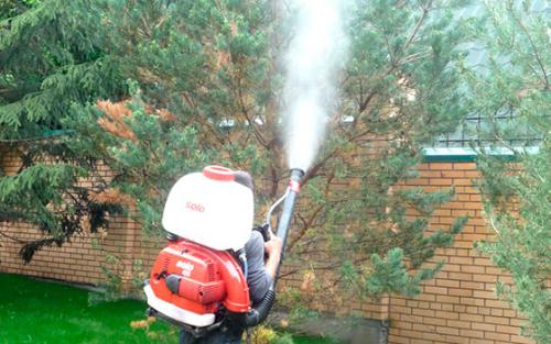 Лучший фунгицид для хвойных. Виды ржавчин у хвойных