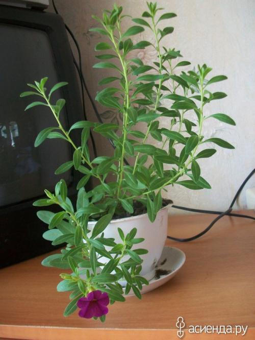 Калибрахоа из своих семян. У меня получилось вырастить калибрахоа из семян! Невозможное-возможно!