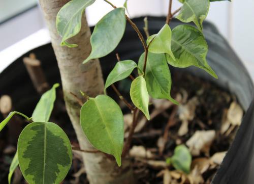 Фикус Бенджамина