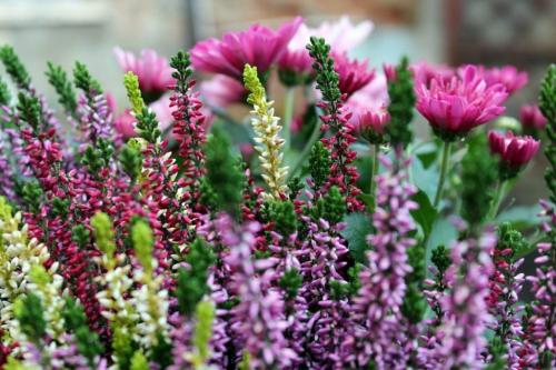 Верески и эрики Посадка и уход. Вереск обыкновенный – медовый «иней» в саду. Описание, виды и сорта, посадка в открытый грунт, размножение, выращивание и уход (55+ Фото & Видео) +Отзывы