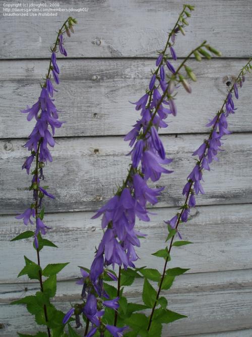 Колокольчик рапунцель съедобный. 